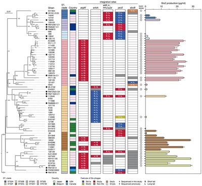 Diversity of Shiga toxin transducing phages in Escherichia coli O145:H28 and the different Shiga toxin 2 production levels associated with short- or long-tailed phages